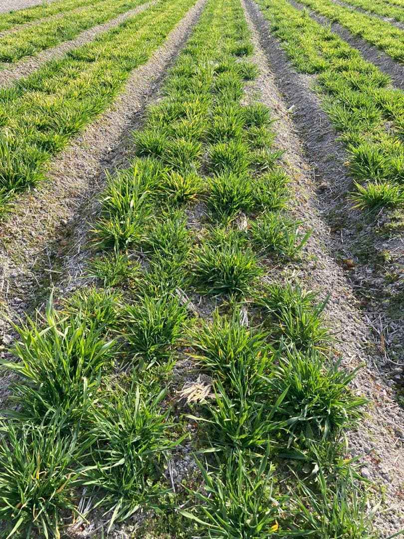 自然栽培小麦で作った挽きたて小麦粉 2kg シロガネコムギ