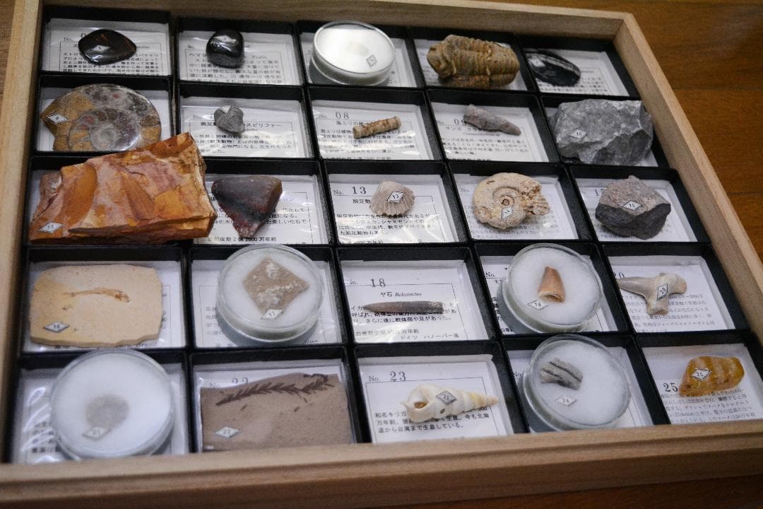 化石コレクション 25点
