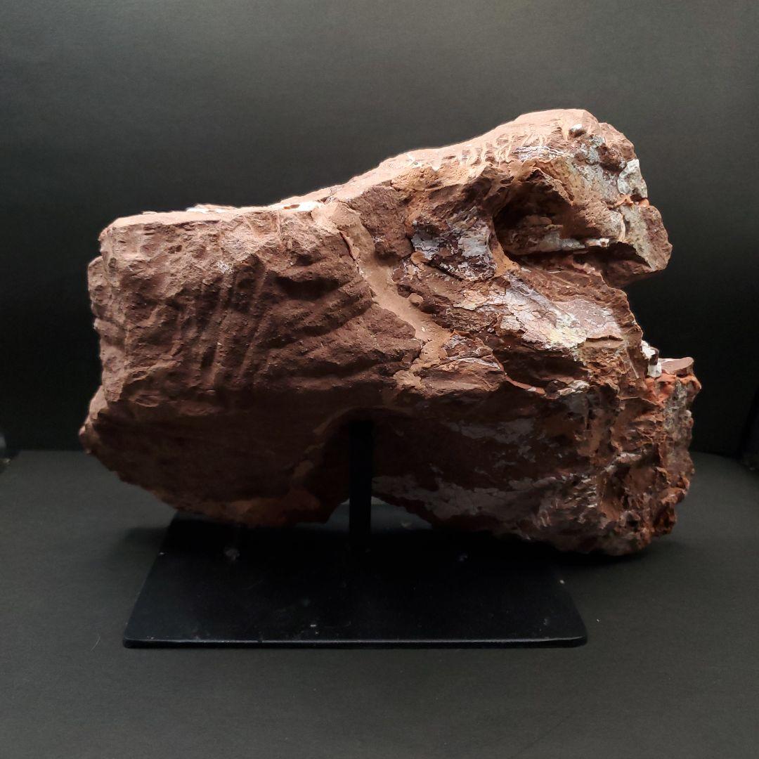 オヴィラプトル類 足 骨 本物 化石 中国産 208.95mm fr155