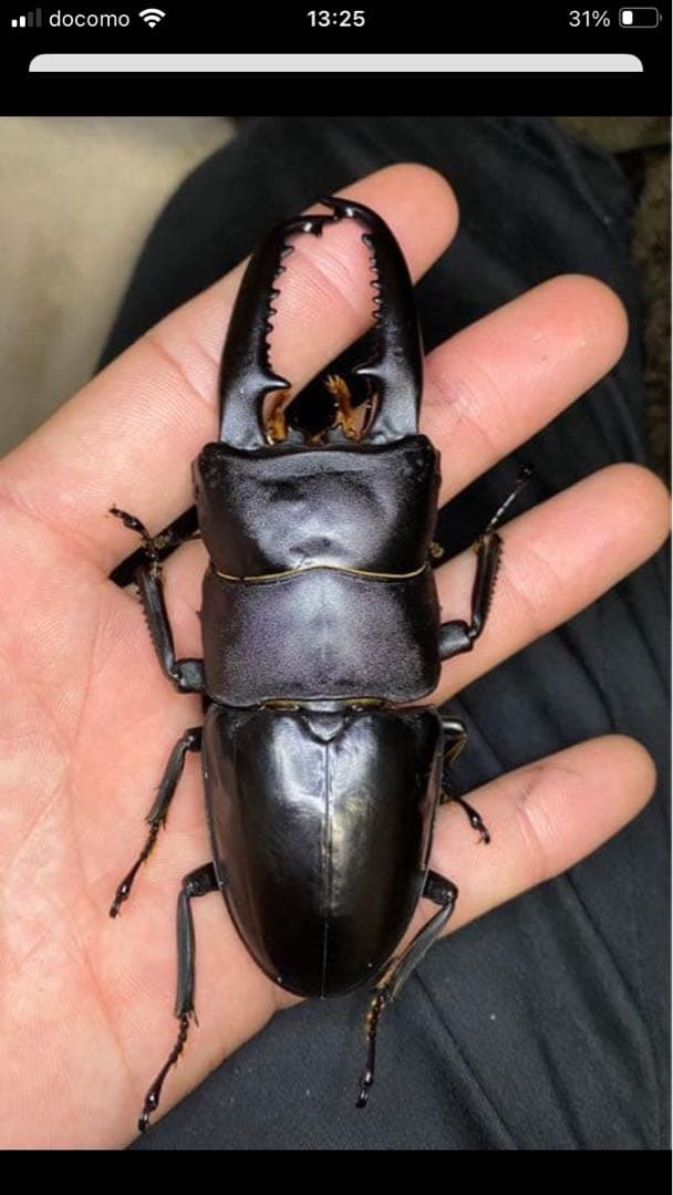 【昆虫標本】パラワン、ゼブラ、フルストルファー、スマトラ