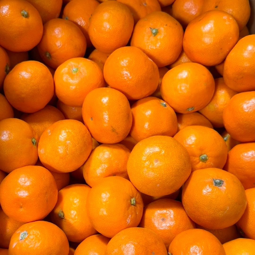 30)数量限定　甘すぎる　有田みかん　果物 　みかん　小玉　旬