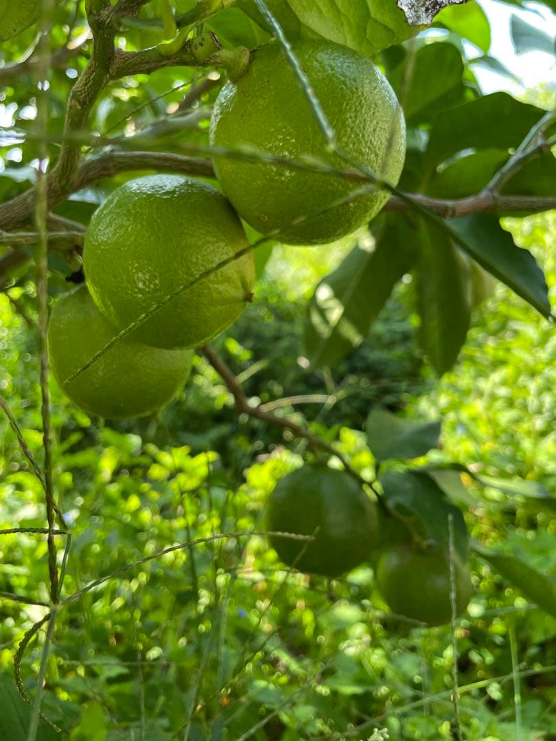 国産ベルガモットオレンジ果実　約8kg 送料込み ☆【秀品】