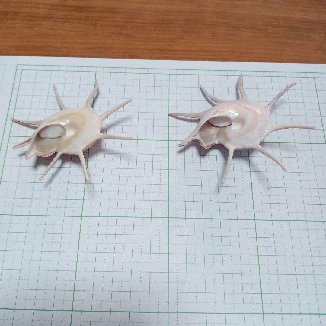 ハリナガリンボウ　蓋つき③