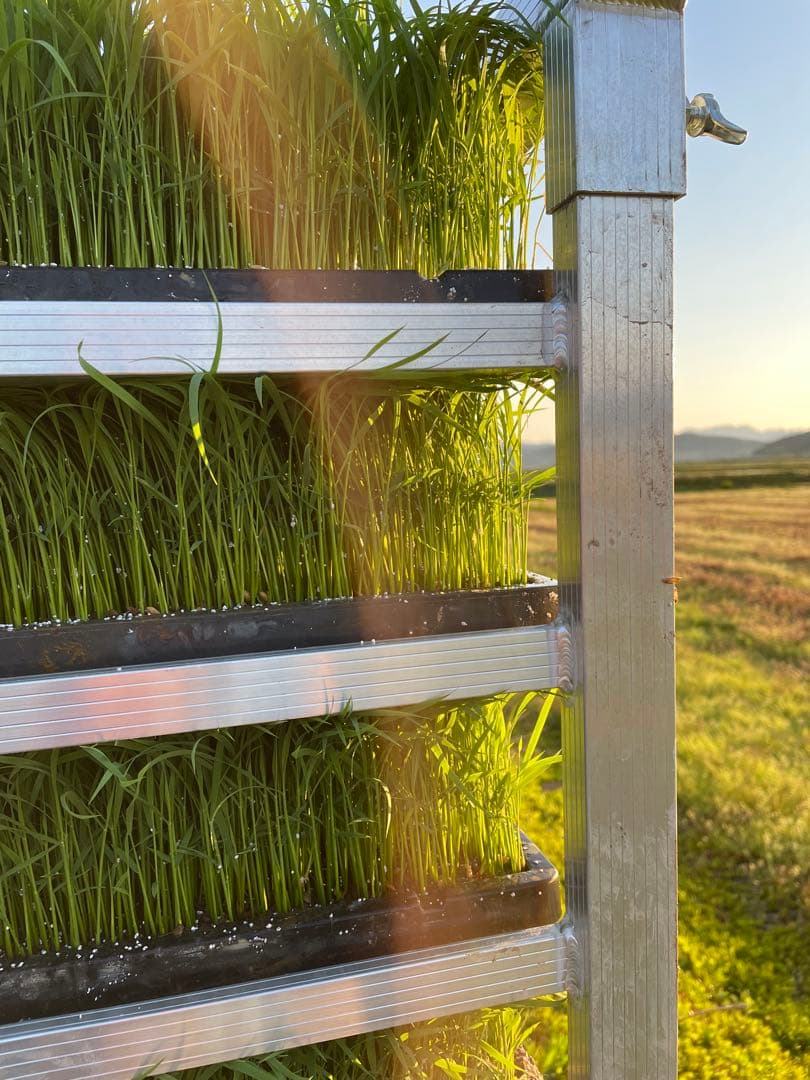 令和7年　ひとめぼれ玄米30k 送料無料