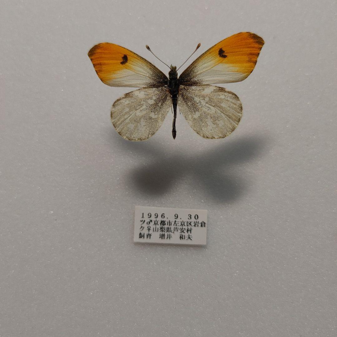 クモマツマキチョウ「珍品」