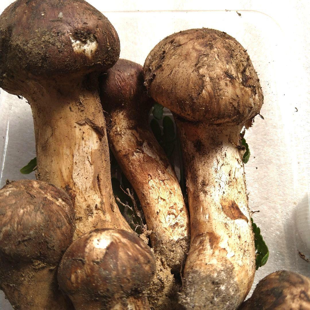 南信州産松茸165g（パック込み