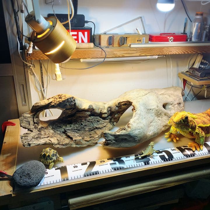 爬虫類等　流木レイアウトご相談ページ