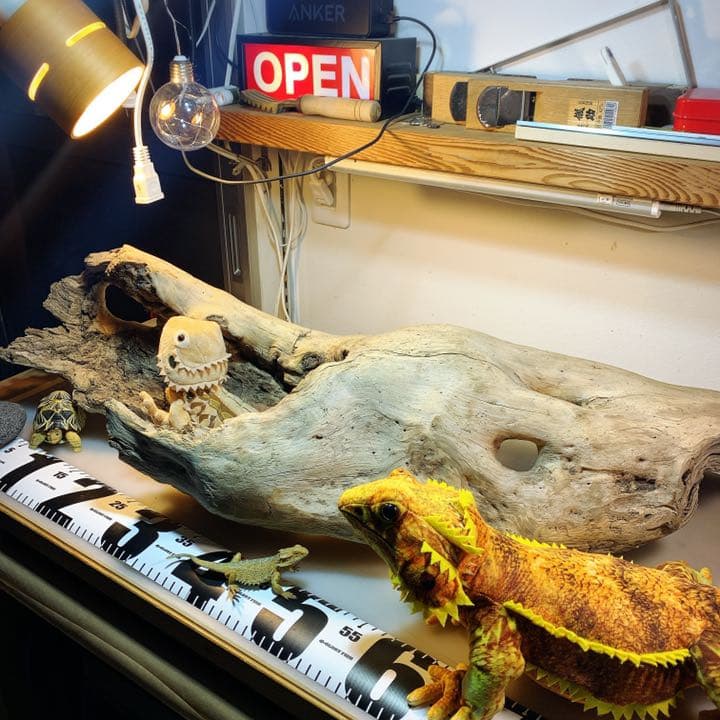 爬虫類等　流木レイアウトご相談ページ