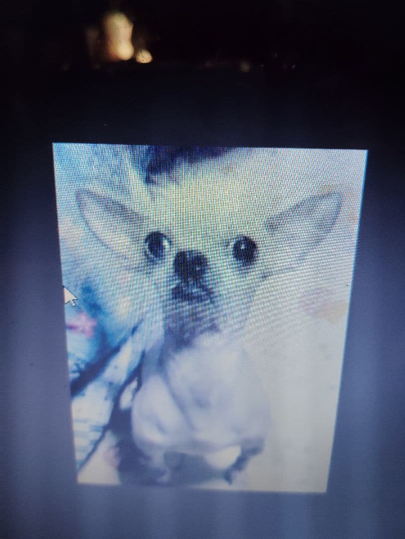 フリル付き白い服のチワワ