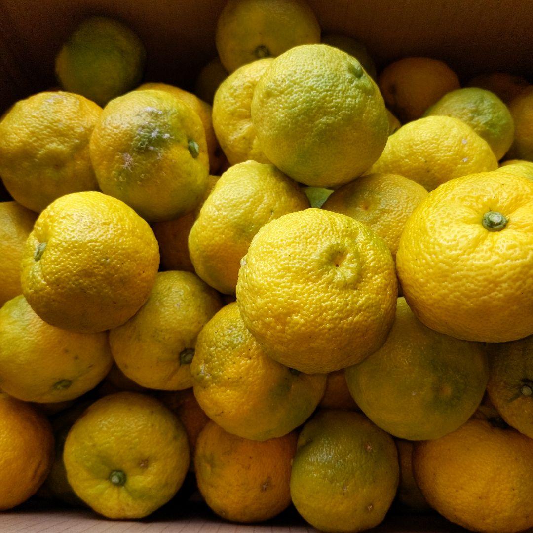 黄柚子２０kg（愛媛県産）。ゆず胡椒、柚子ポン酢、鍋料理、ゆず味噌、ゆずジャム