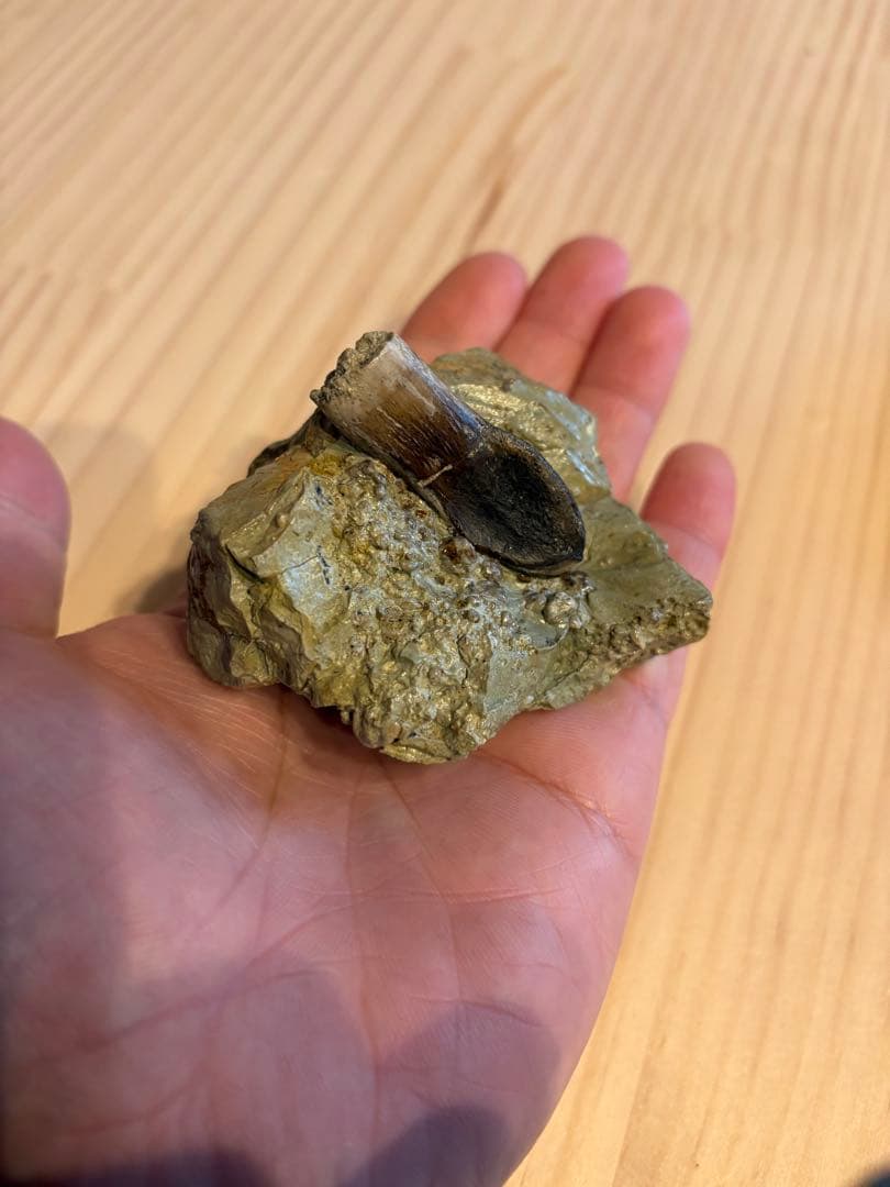 アトラサウルス　歯　化石　恐竜