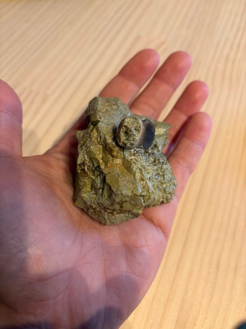 アトラサウルス　歯　化石　恐竜