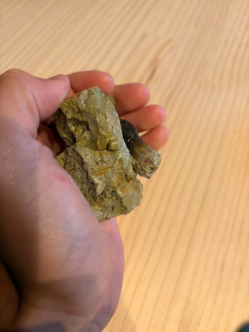 アトラサウルス　歯　化石　恐竜