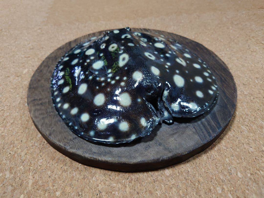 レア物 淡水エイ 剥製本物 熱帯魚 ダイヤモンドポルカ 標本