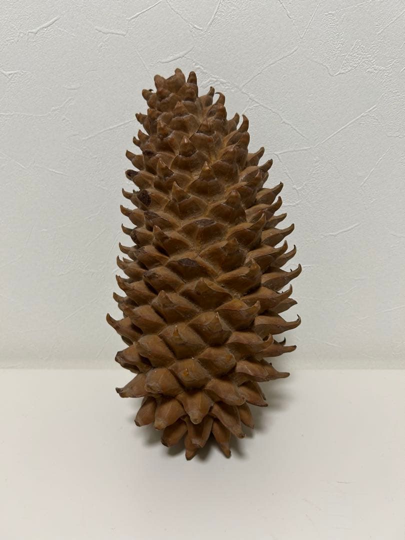 ニュージーランド産　松ぼっくり 約25cm
