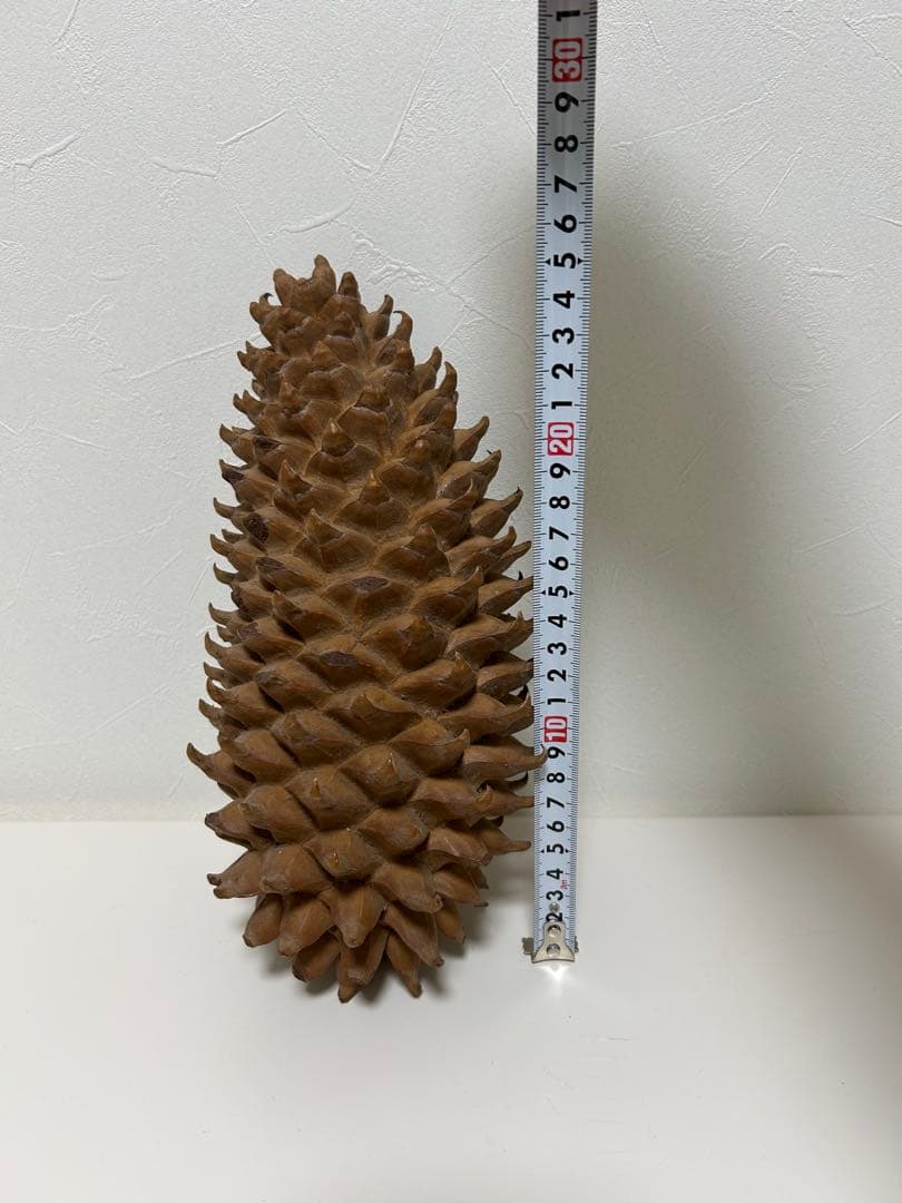 ニュージーランド産　松ぼっくり 約25cm