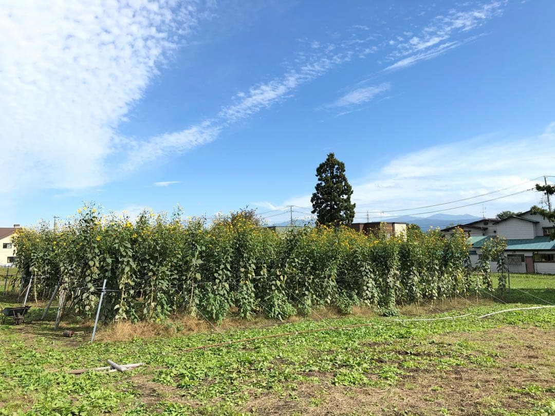 とうちゃん　1/2 青森県産 紫菊芋《約25kg・土付》 農薬不使用