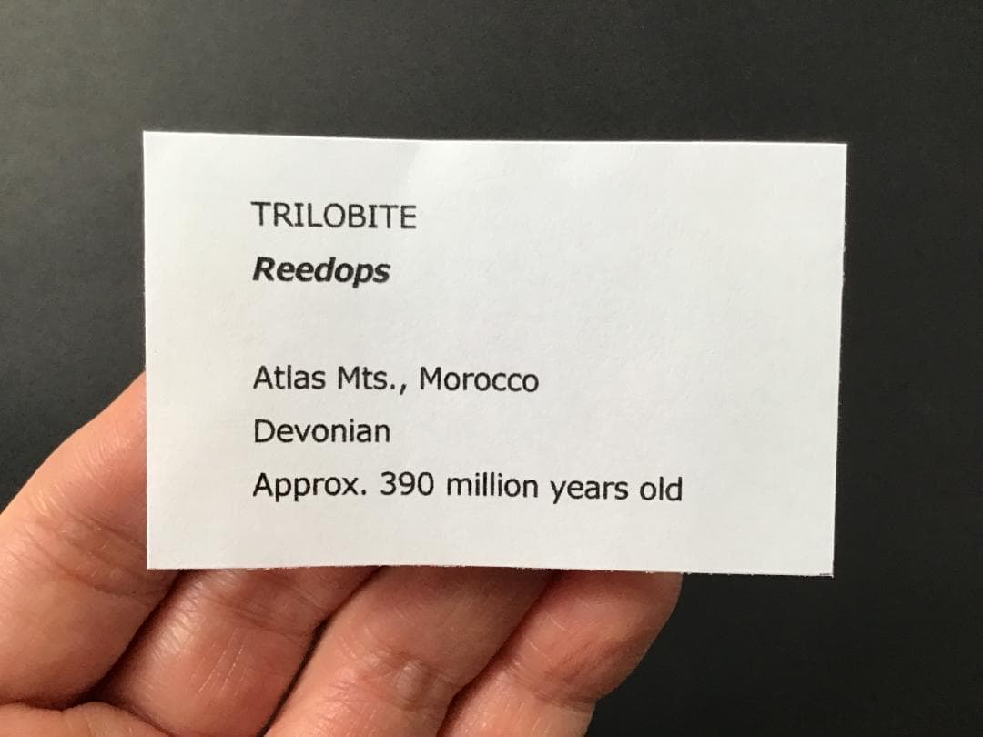 リードプス [PH101] 三葉虫 化石 ファコプス 防御態勢 希少 レア