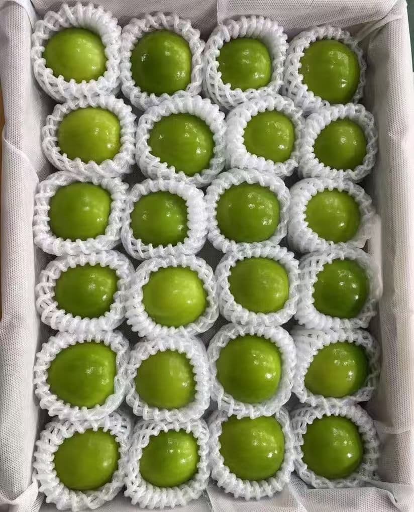 369新鮮台湾ナツメ　台湾青棗 2.5kg前後(１８~24玉)玉数お任せ