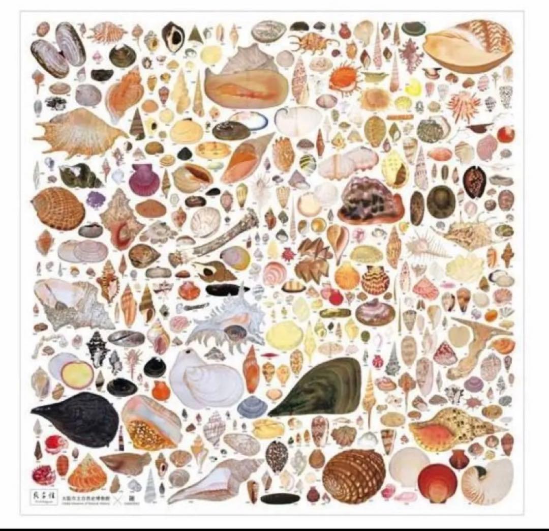 【新品未開封】貝千種　風呂敷　貝に沼る　数量限定販売品　自然史　博物館　完売品