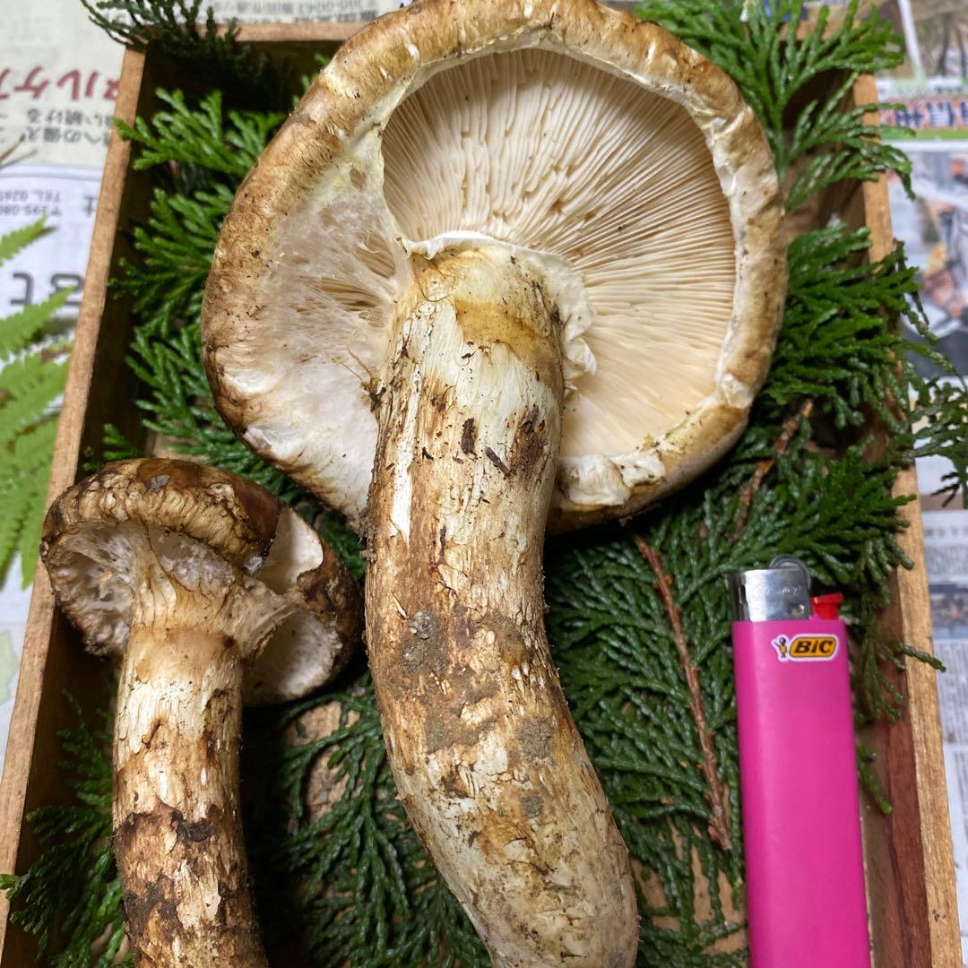 南信州豊丘産 松茸182ｇクロカワおまけ付