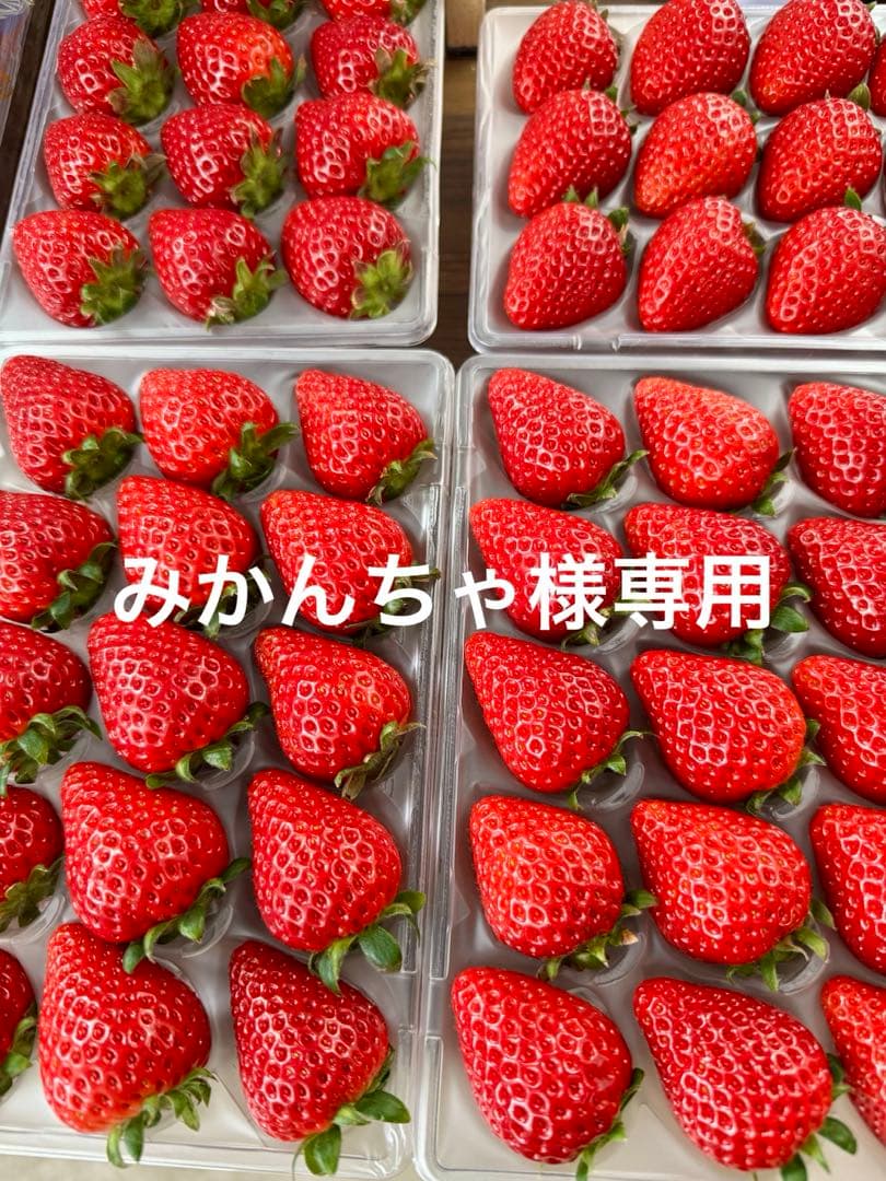 埼玉県プレミアムいちご あまりん 15粒 4パック入り
