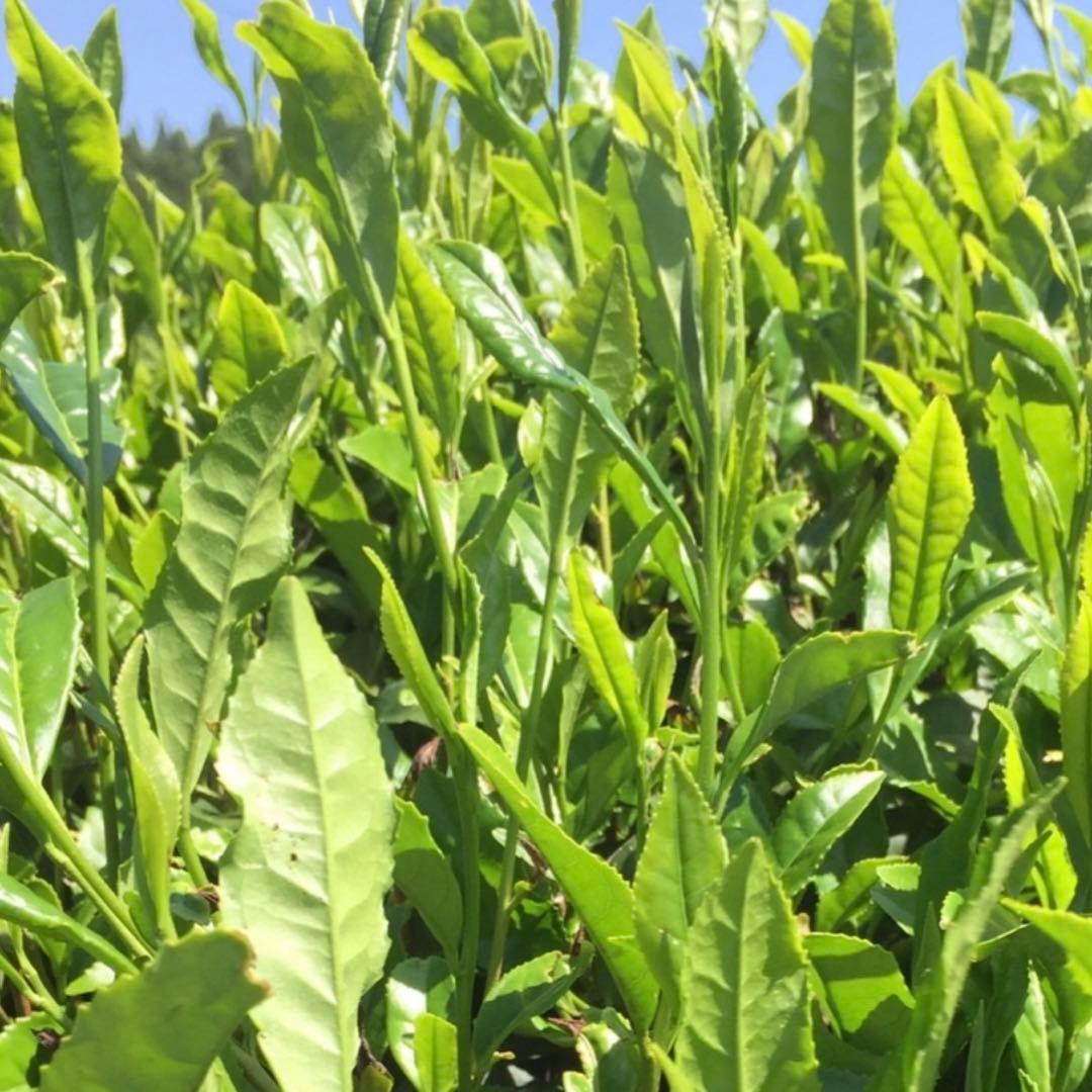 八女茶，緑茶(特上煎茶)1000円10袋　kurimi0531です。