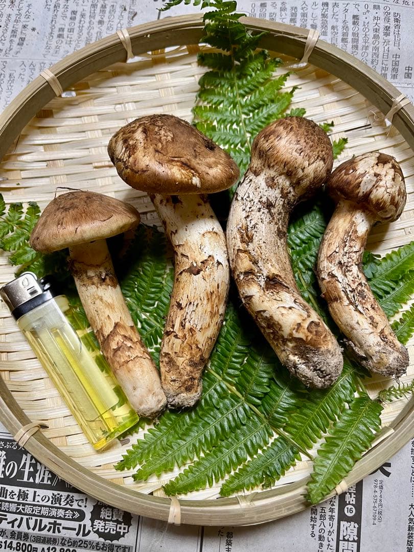 【大阪泉州産】天然松茸 「ちょっとブサイクちゃん」4本140g国産