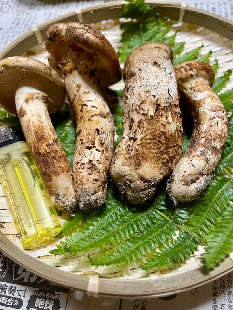 【大阪泉州産】天然松茸 「ちょっとブサイクちゃん」4本140g国産