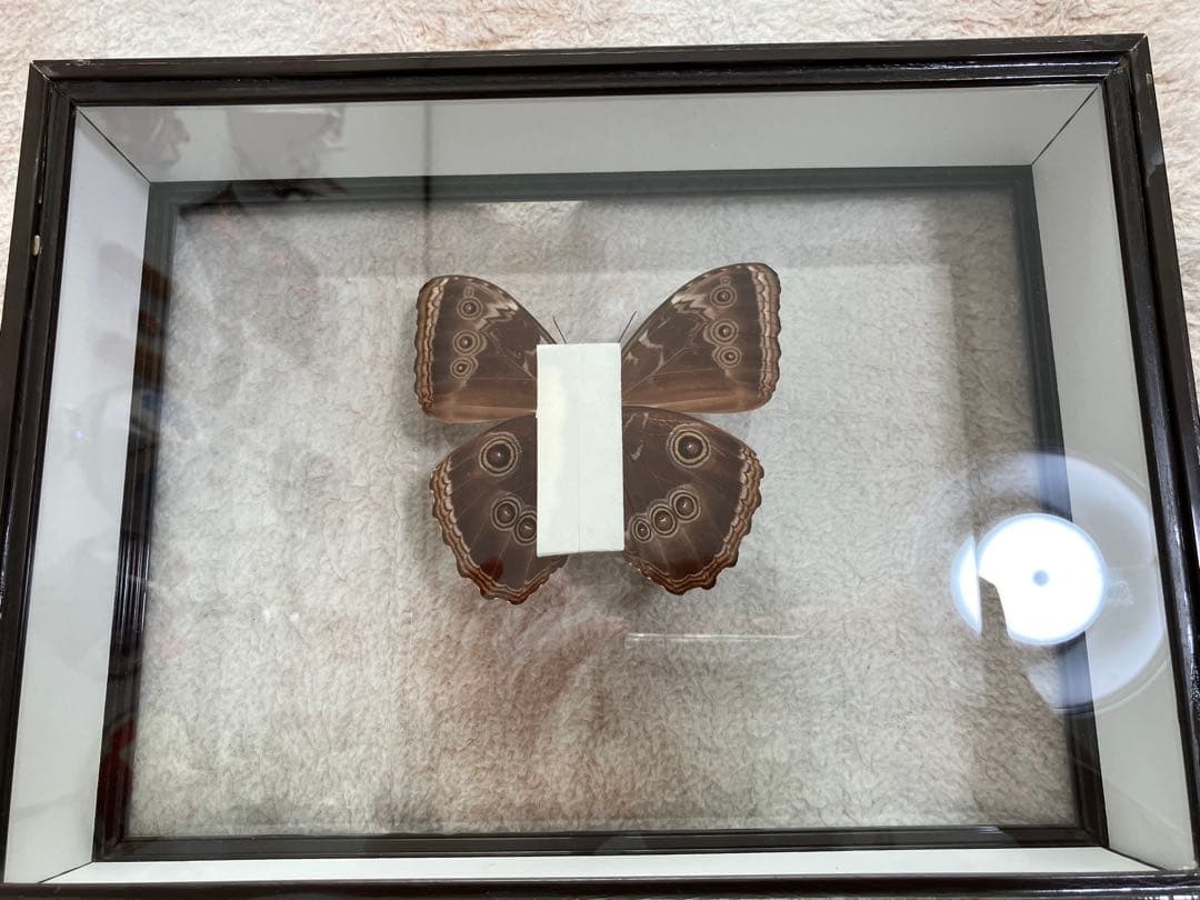 モルフォ蝶 標本