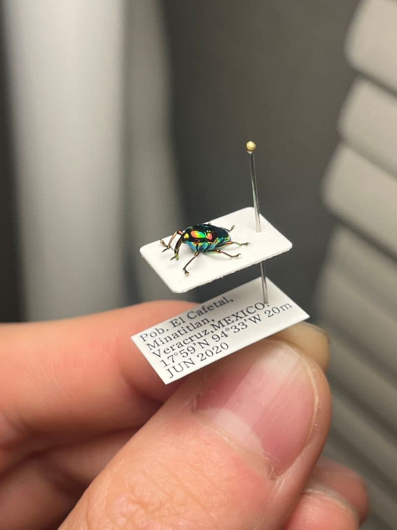 【属内最高峰】ホウセキヒメカタゾウムシ コブハムシ タマムシ 超美麗種 昆虫標本