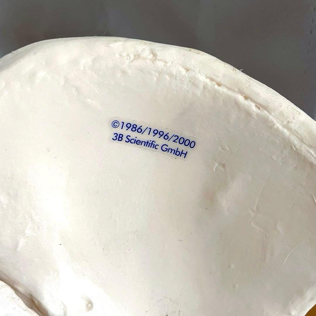 3B 脊柱模型 骨模型 人体模型 背骨 骸骨 骨格標本 オブジェ