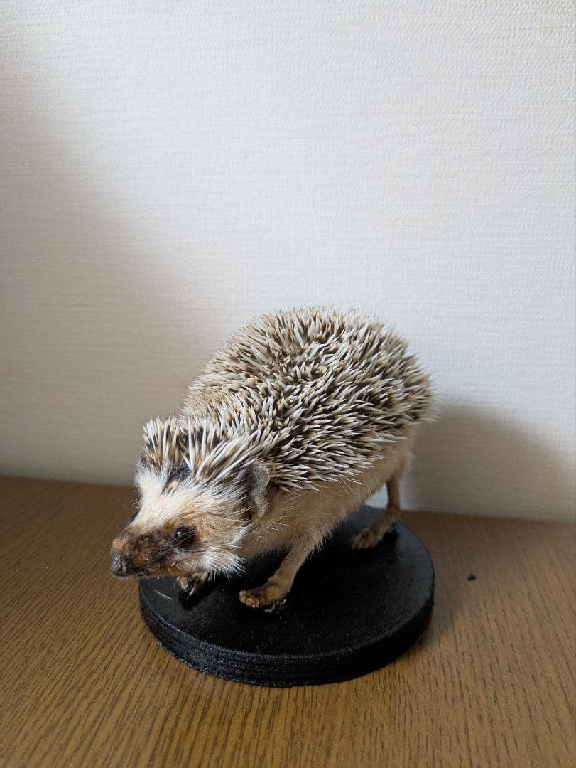 ハリネズミ 剥製 骨格標本 頭骨