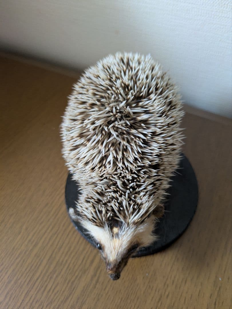 ハリネズミ 剥製 骨格標本 頭骨