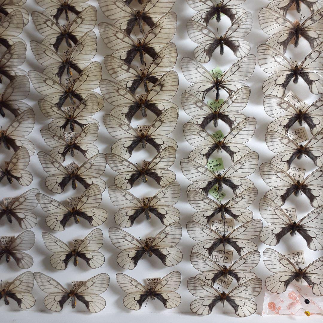 蝶標本　ウスバシロチョウ(ヒメウスバ)、エゾシロチョウ、大型ドイツ標本箱二箱入り