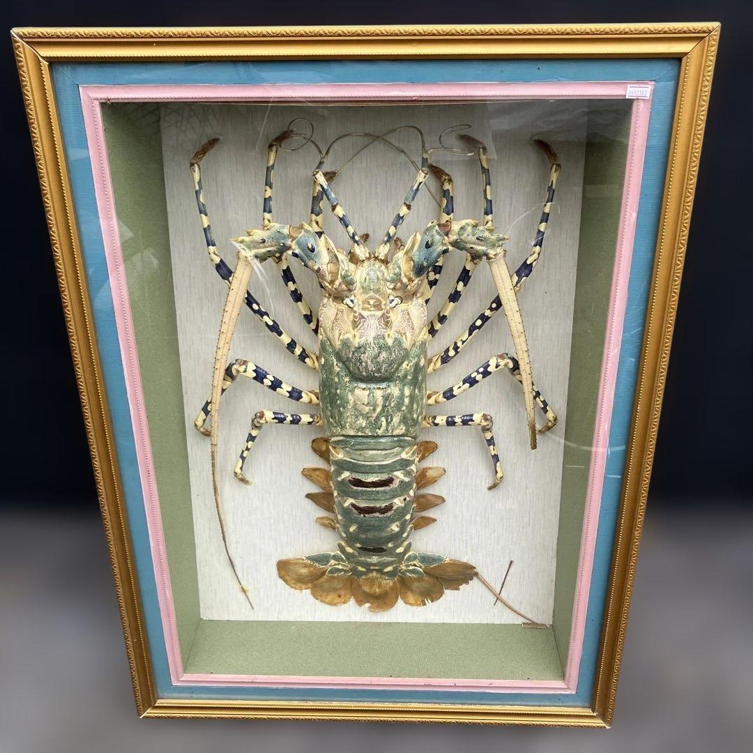 伊勢海老 エビ 剥製 ガラスケース 壁額 壁飾りロブスター標本 大型