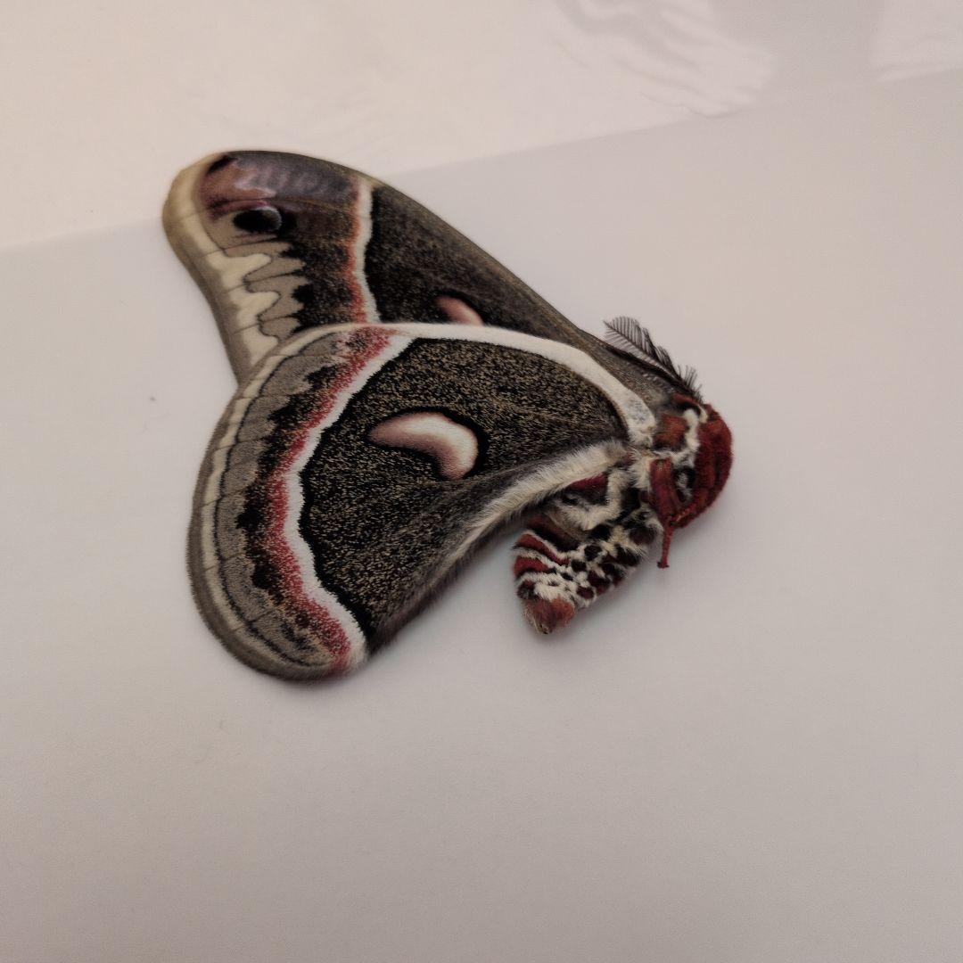 カナダ産　セクロピアサン　A品！　巨大　蝶標本　蛾標本　ヤママユ　美麗