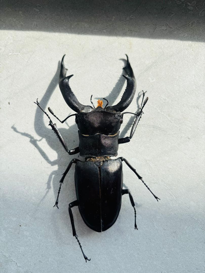 【超大型】 マンディブラリスフタマタクワガタ　標本　オス　メス