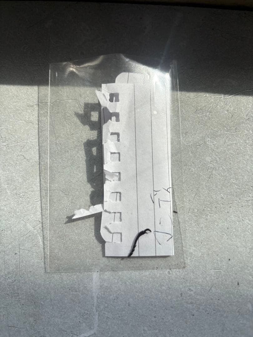 【超大型】 マンディブラリスフタマタクワガタ　標本　オス　メス