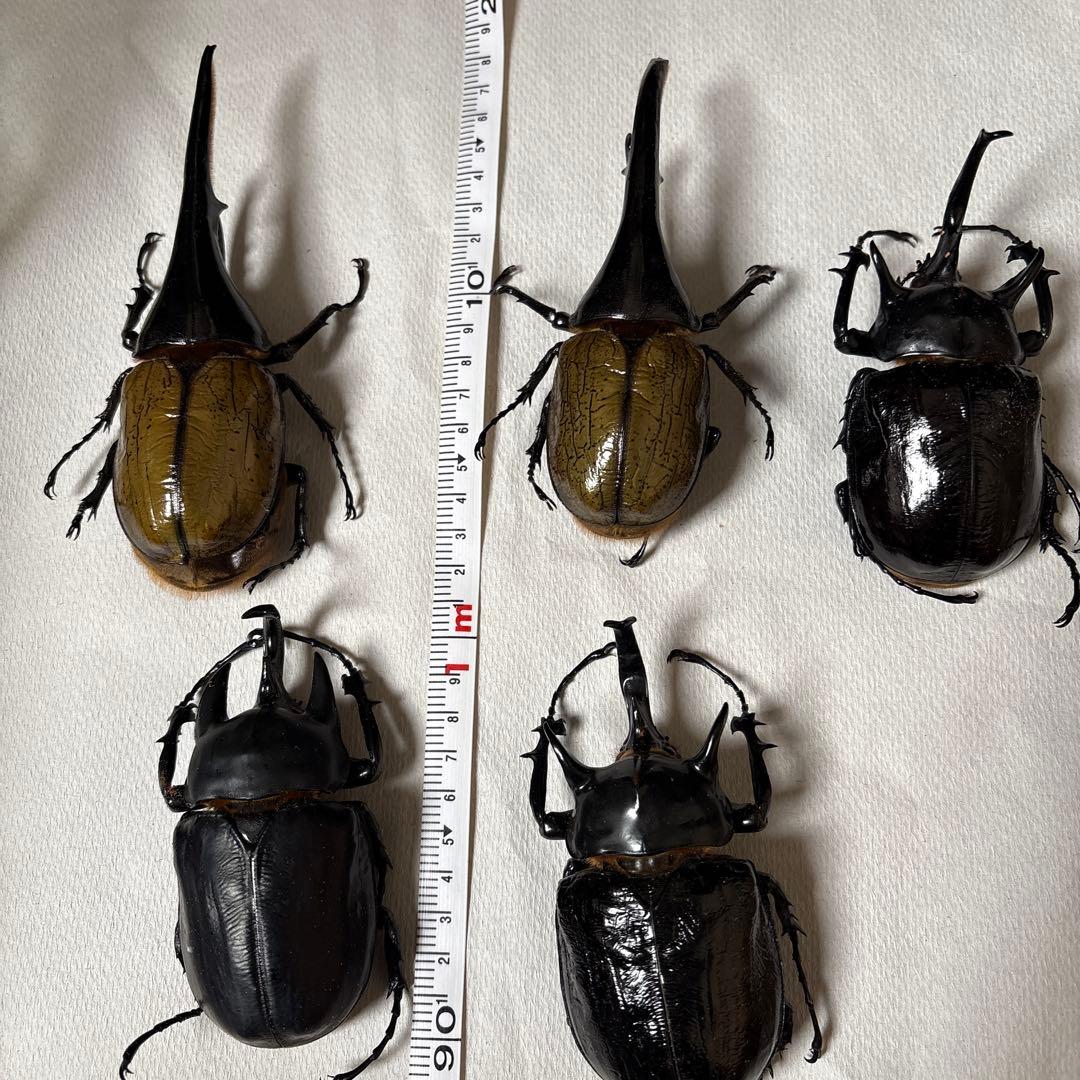 カブトムシ 標本セット 5匹