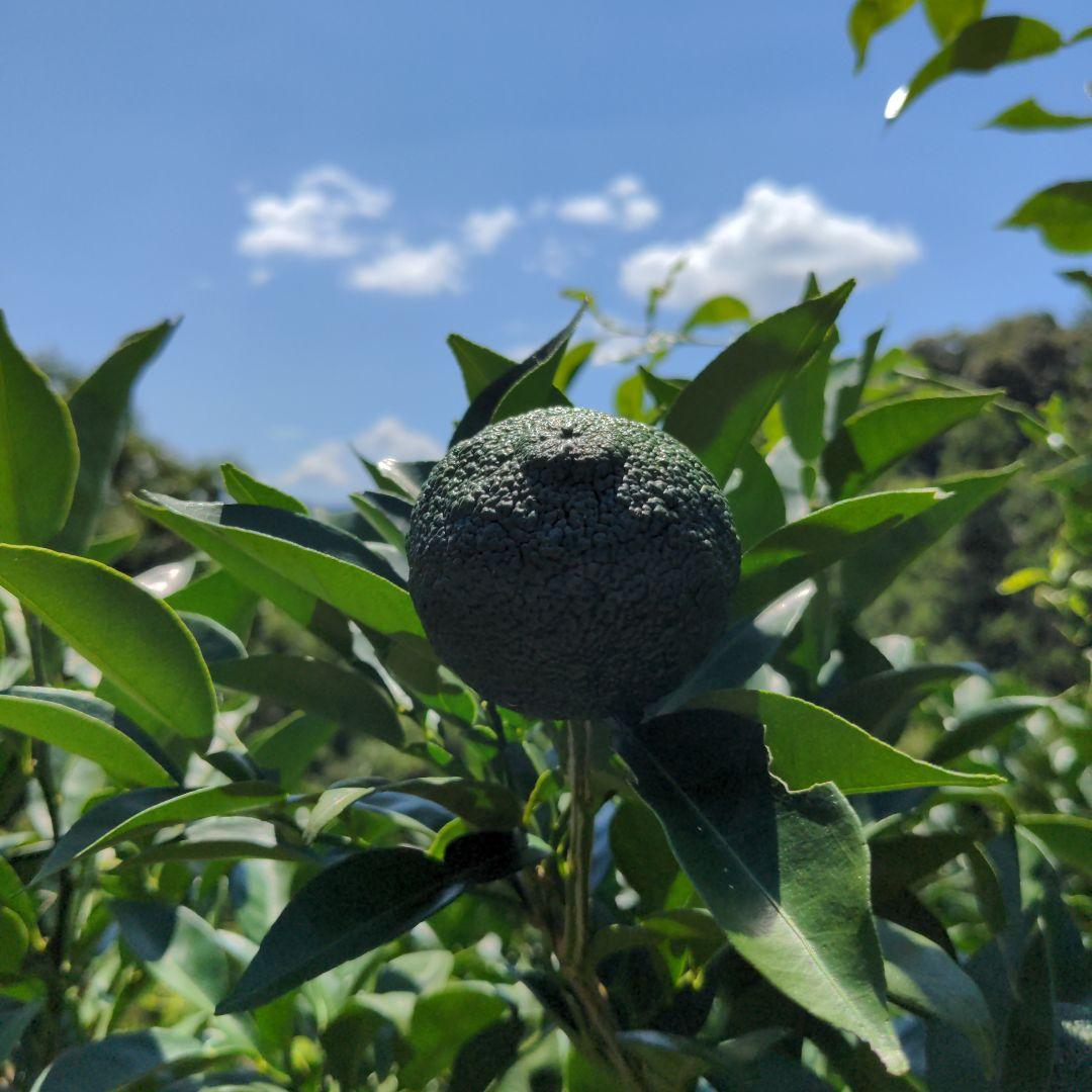 今だけ青柚子２０kg（愛媛県産）。そうめんの薬味、冷奴、刺身、酒、焼酎に◎