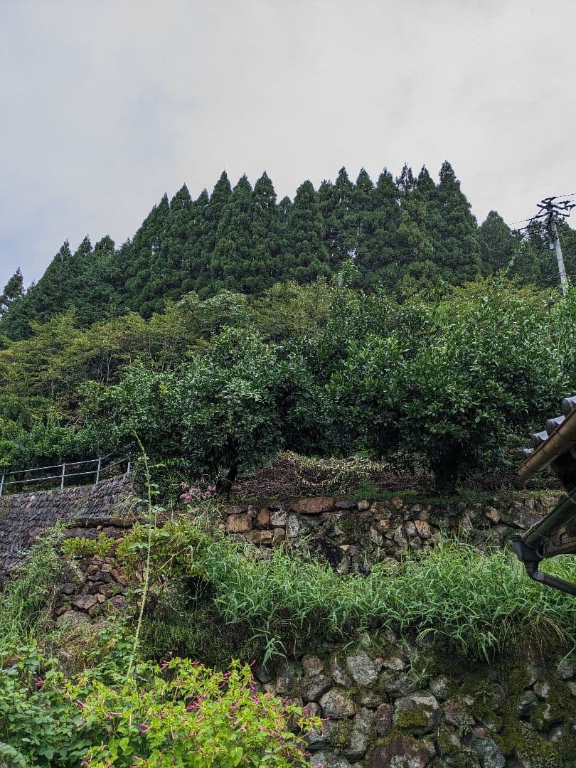 今だけ青柚子２０kg（愛媛県産）。そうめんの薬味、冷奴、刺身、酒、焼酎に◎