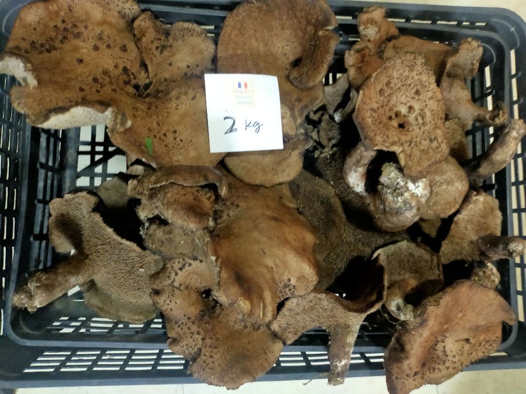 香茸　信州産　2キロ　10月18日 昼採取　送料込み