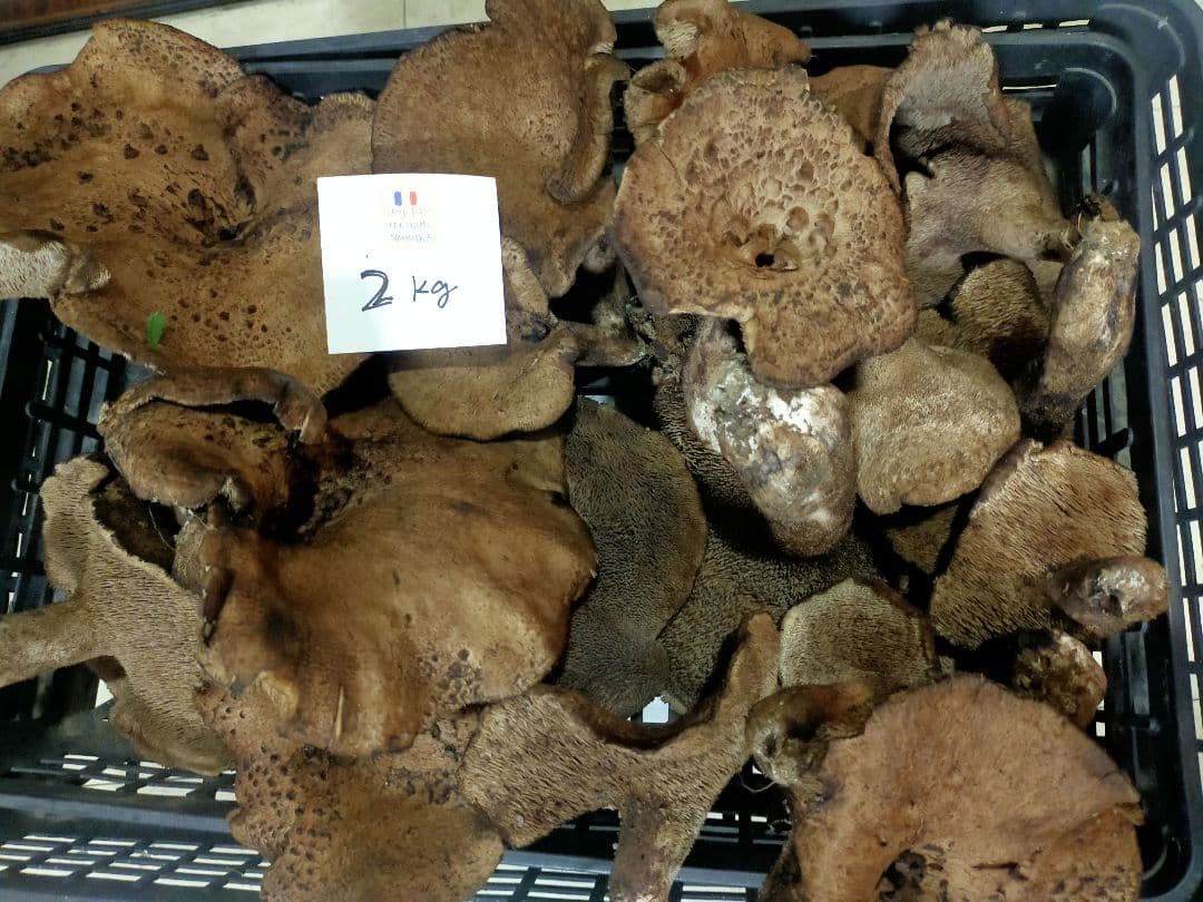 香茸　信州産　2キロ　10月18日 昼採取　送料込み