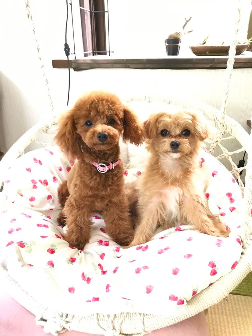 犬猫用　ハンギングチェアー