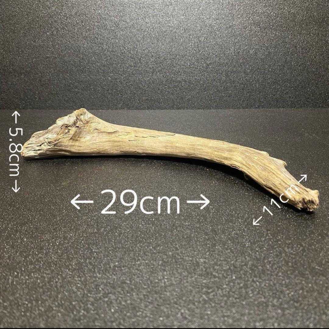 水槽 大きい流木 5点セット⚫︎アクアリウム イモリウム 天然流木 レイアウト