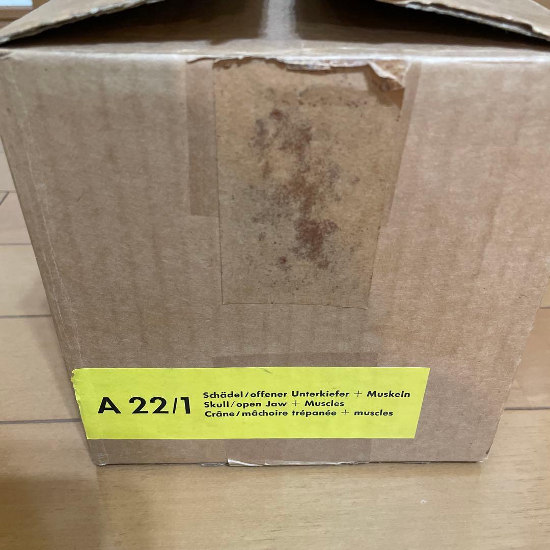 A 22/1 解剖学的頭蓋骨模型 3B