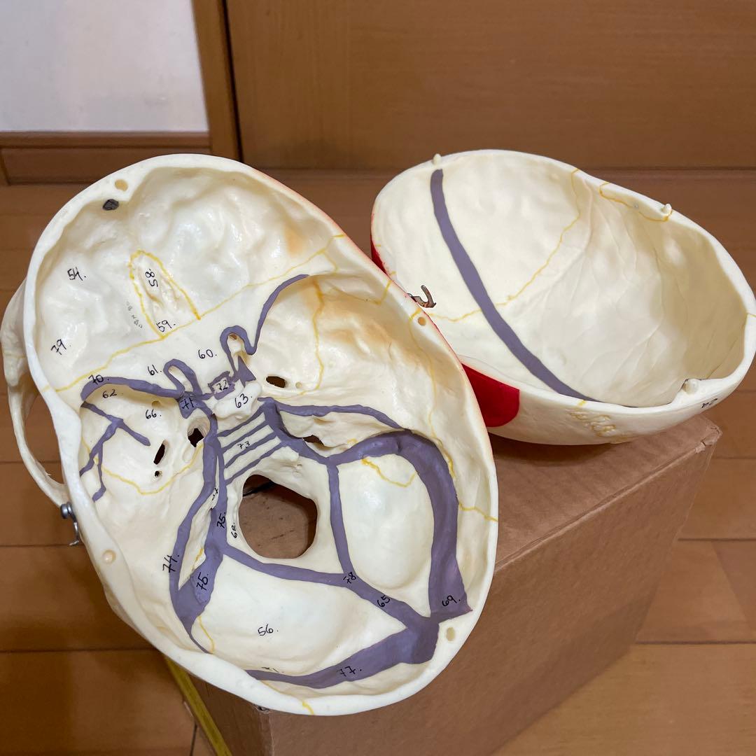 A 22/1 解剖学的頭蓋骨模型 3B