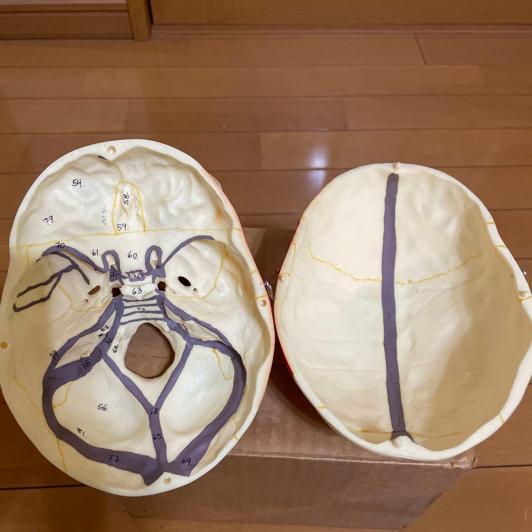 A 22/1 解剖学的頭蓋骨模型 3B