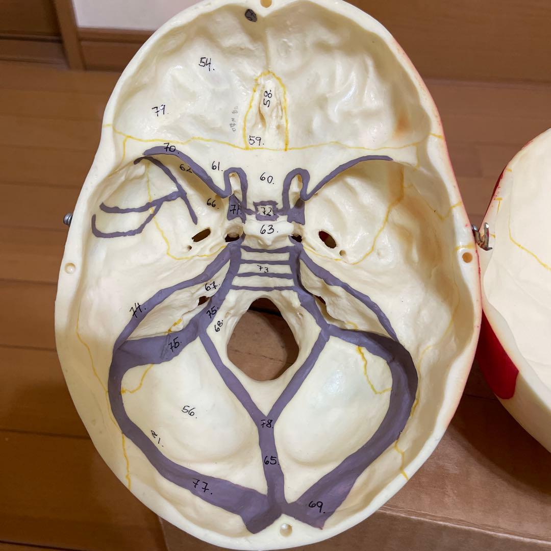 A 22/1 解剖学的頭蓋骨模型 3B